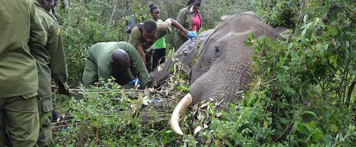 Der verletzte Elefant wird endlich versorgt © Elephant Aware