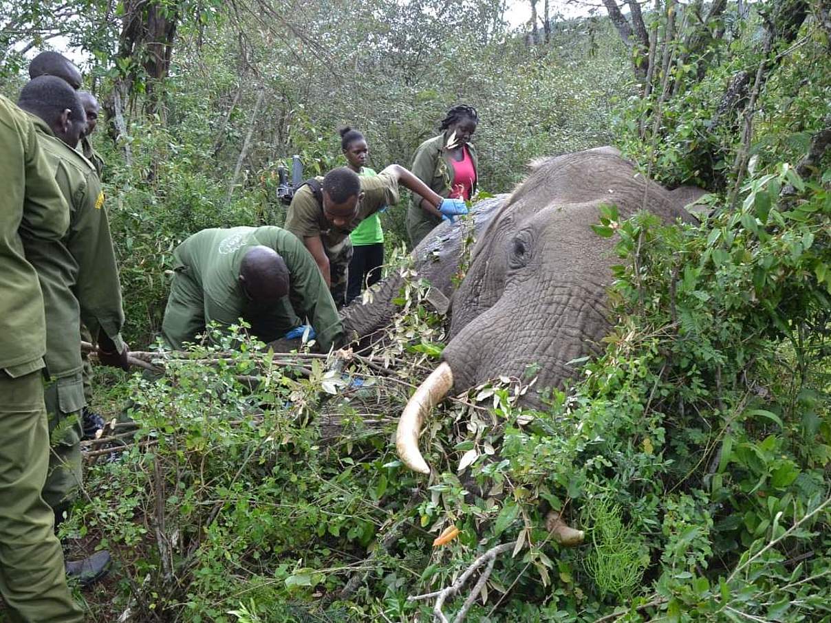 Ein verletzter Elefant wird versorgt © Elephant Aware