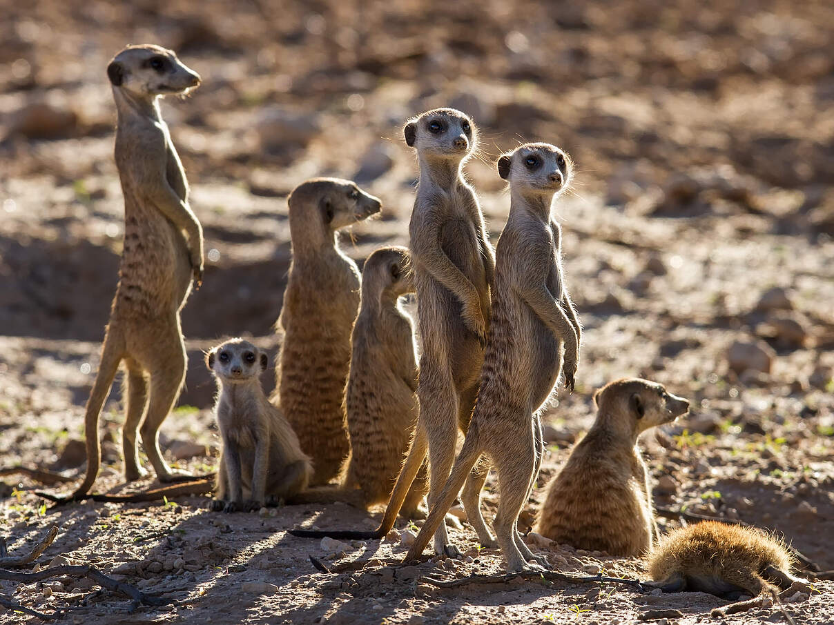 Erdmännchen-Familie