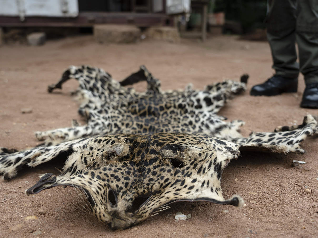 Das beschlagnahmte Fell eines getöteten Jaguars © Andy Isaacson / WWF US Das beschlagnahmte Fell eines getöteten Jaguars © Andy Isaacson / WWF US