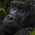 Gorilla im Kongo © Brent Stirton / WWF