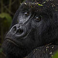 Gorilla im Kongo © Brent Stirton / WWF