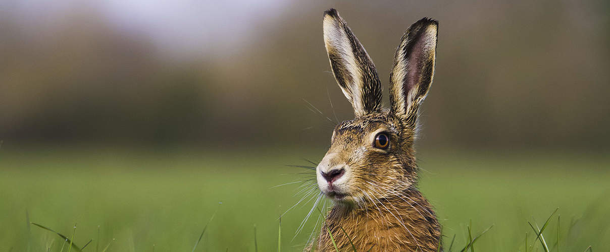 Hase © wildlifewitholly / WWF-UK