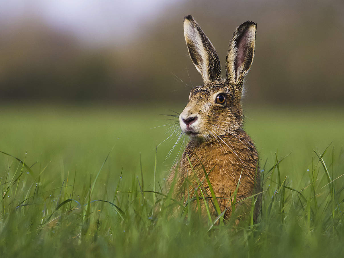 Hase © wildlifewitholly / WWF-UK