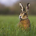 Hase © wildlifewitholly / WWF-UK