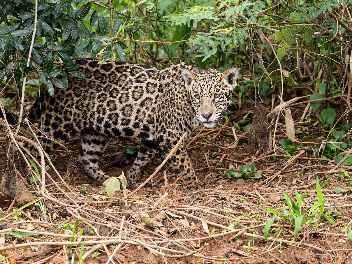 Jaguar Jungtier © Ralph Frank