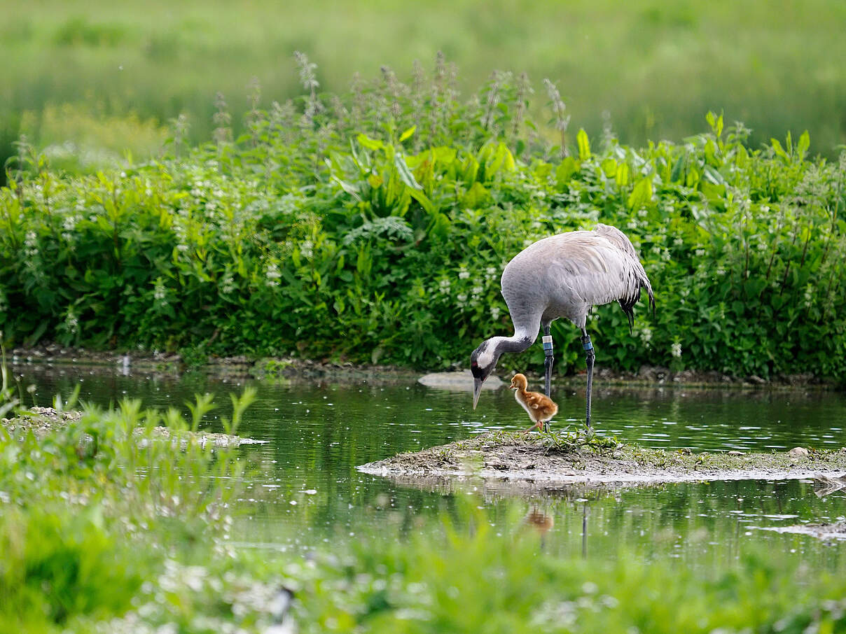 Kranich am Wasser mit Nachwuchs