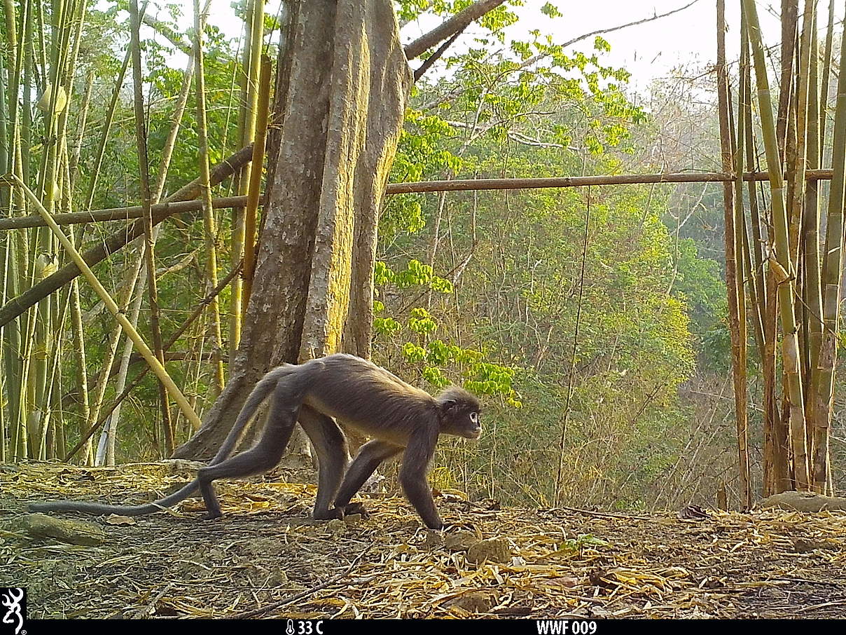 Trachypithecus popa / „Museumslangur" in der Kamerafalle © WWF Myanmar