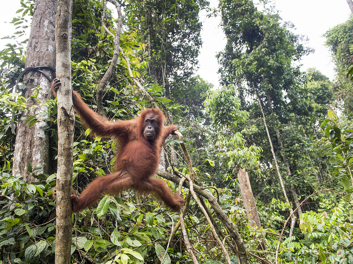 Orang-Utan im Bukit Tigapuluh National Park © Neil Ever Osborne / WWF-US