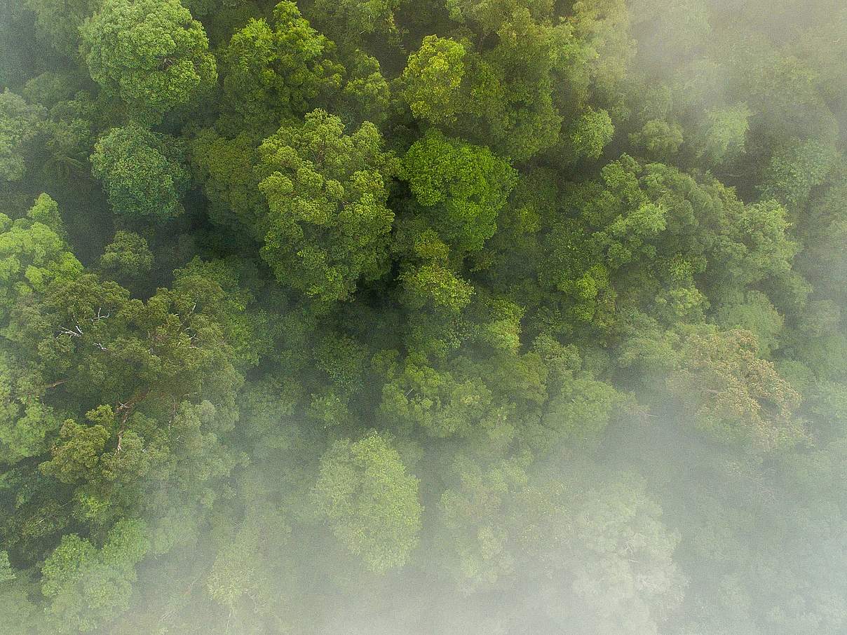 Regenwald Bukit Tigapuluh © Neil Ever Osborne / WWF USA