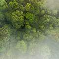 Regenwald Bukit Tigapuluh © Neil Ever Osborne / WWF USA