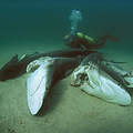 Shark Finning: Tote Haie ohne Flossen © naturepl.com / Jeff Rotman / WWF