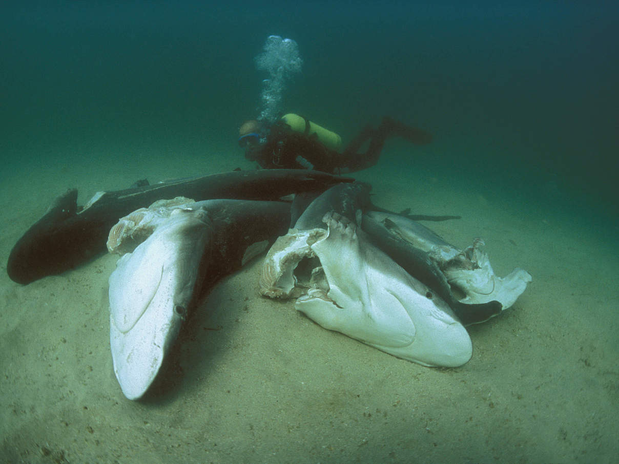 Shark Finning: Tote Haie ohne Flossen © naturepl.com / Jeff Rotman / WWF