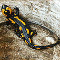 Salamander, Eidechsen und Singvögel sind Opfer von Wilderern in Deutschland. © Kunkelmann/WWF