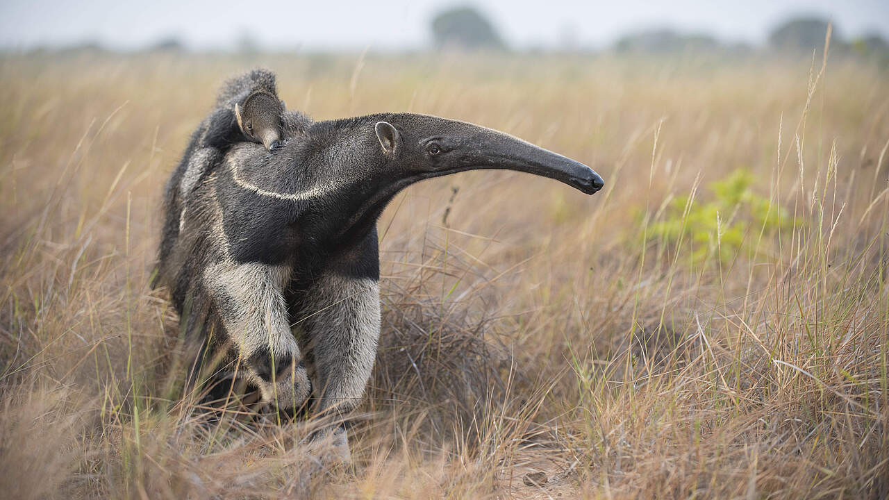Großer Ameisenbär 