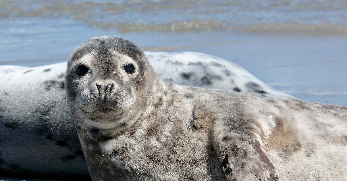 Artenvielfalt Wattenmeer Entdecken