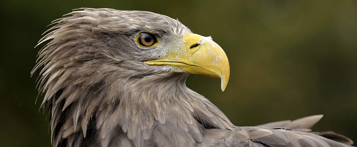 Seeadler © Ralph Frank / WWF