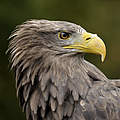 Seeadler © Ralph Frank / WWF