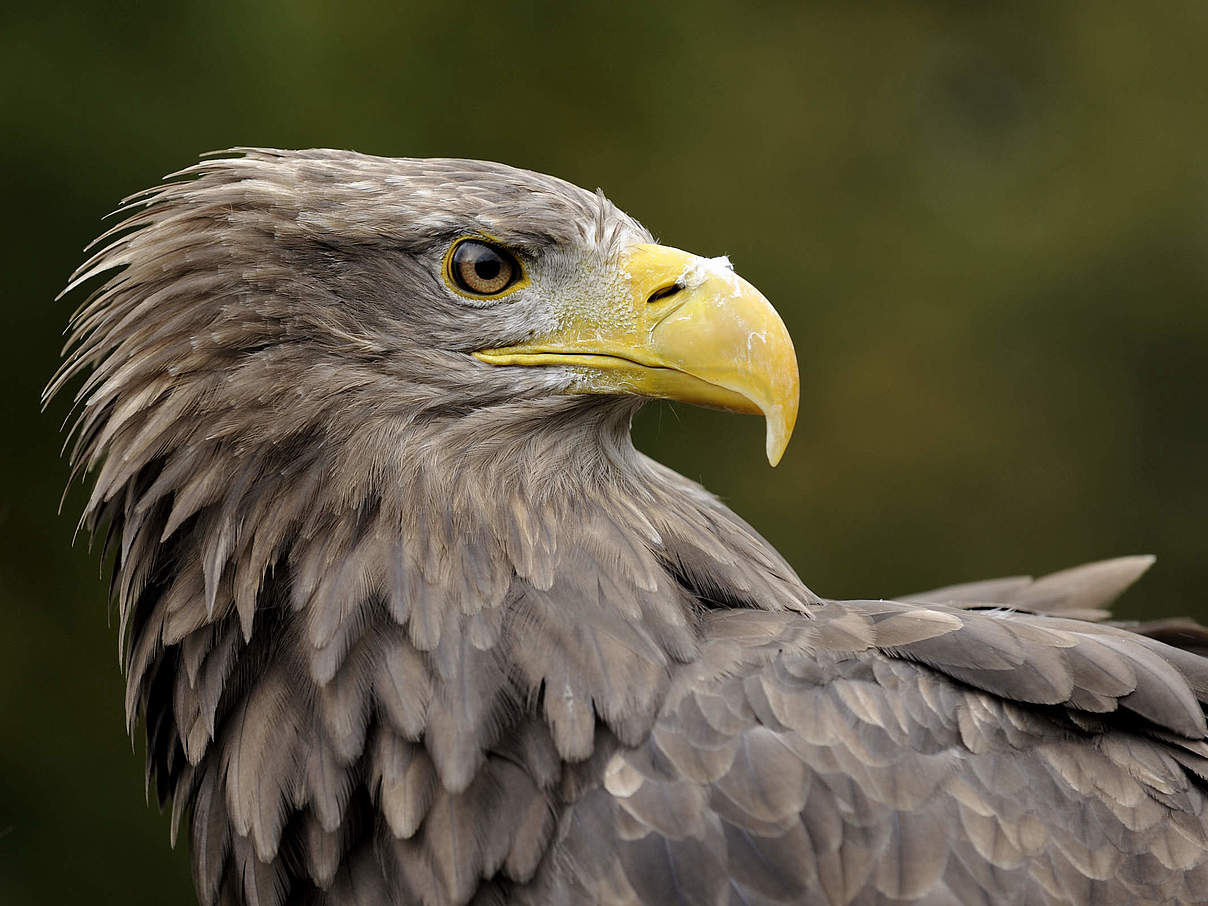 Seeadler © Ralph Frank / WWF