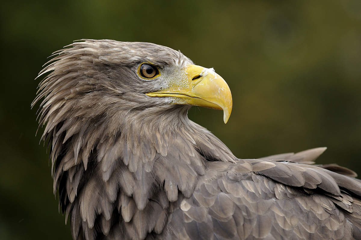 Seeadler © Ralph Frank / WWF