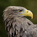 Seeadler © Ralph Frank / WWF