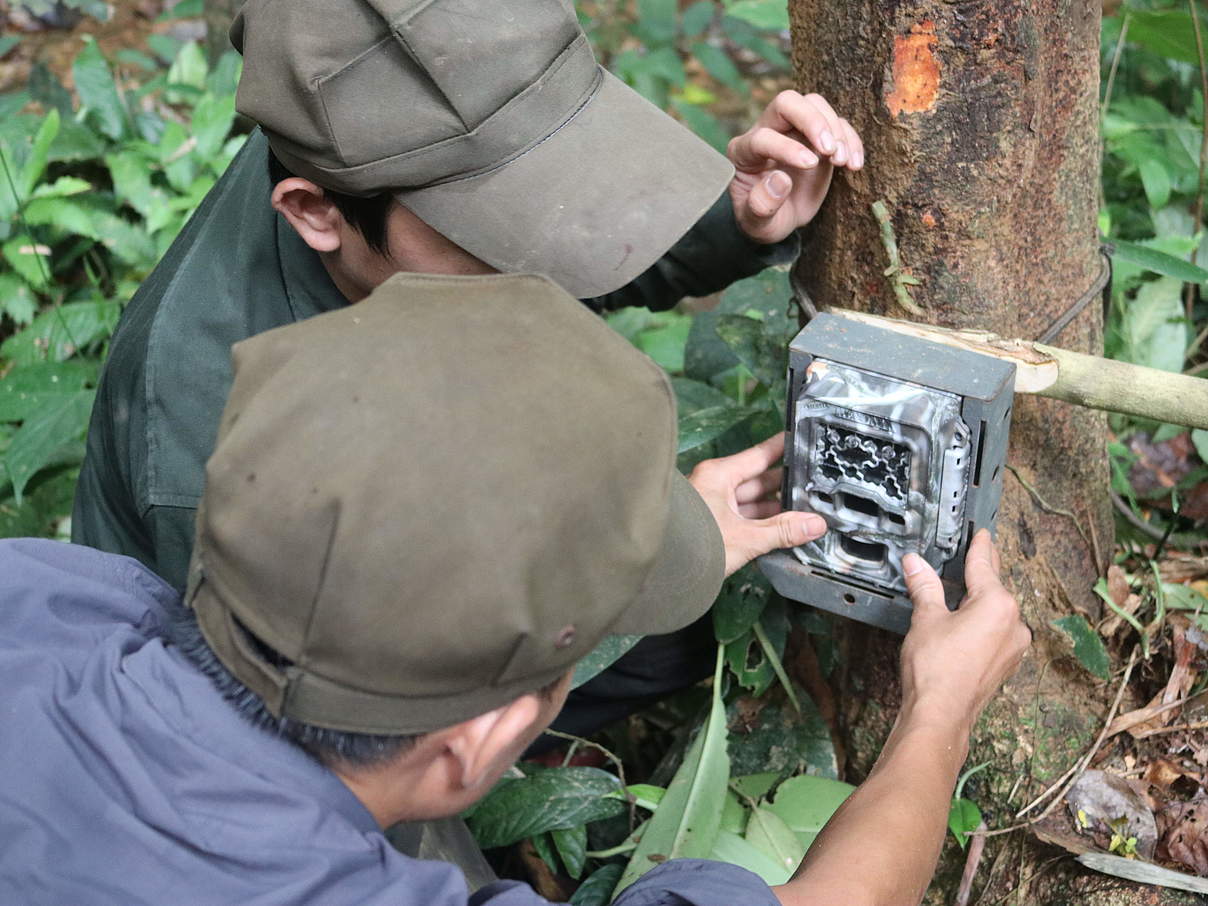 Ranger beim Aufstellen von Kamerafallen zur Überwachung der biologischen Vielfalt im Quang Nam-Naturreservat, Zentral-Annamiten, Vietnam. @ WWF Vietnam