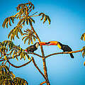 Zwei Tukane im Baum in Brasilien © Frederico Viana / WWF
