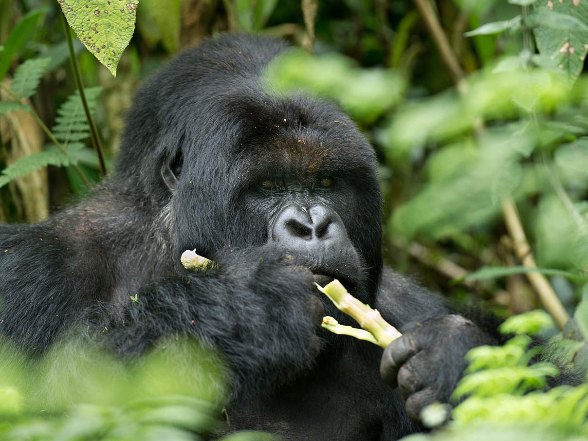 Berggorilla bei Nahrungsaufnahme © Ralph Frank / WWF