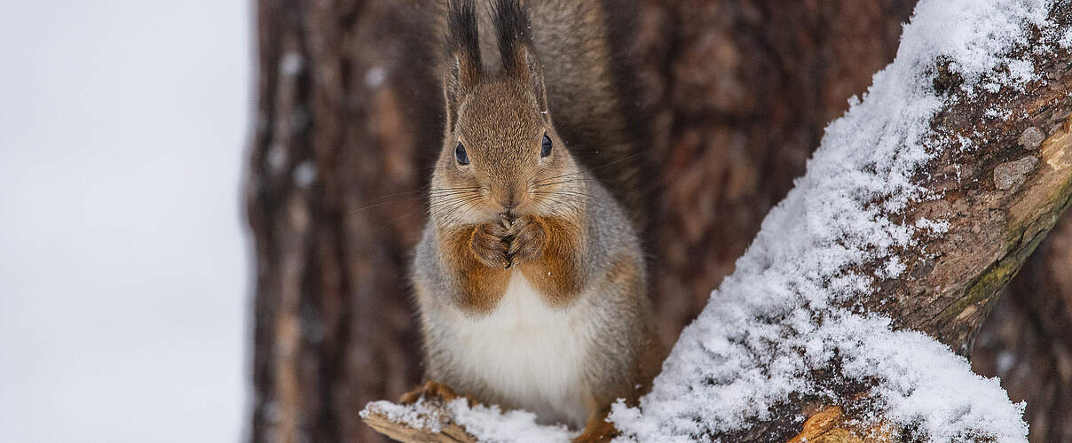 Eichhörnchen auf schneebedecktem Ast
