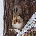 Eichhörnchen auf schneebedecktem Ast