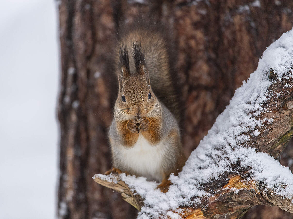 Eichhörnchen auf schneebedecktem Ast