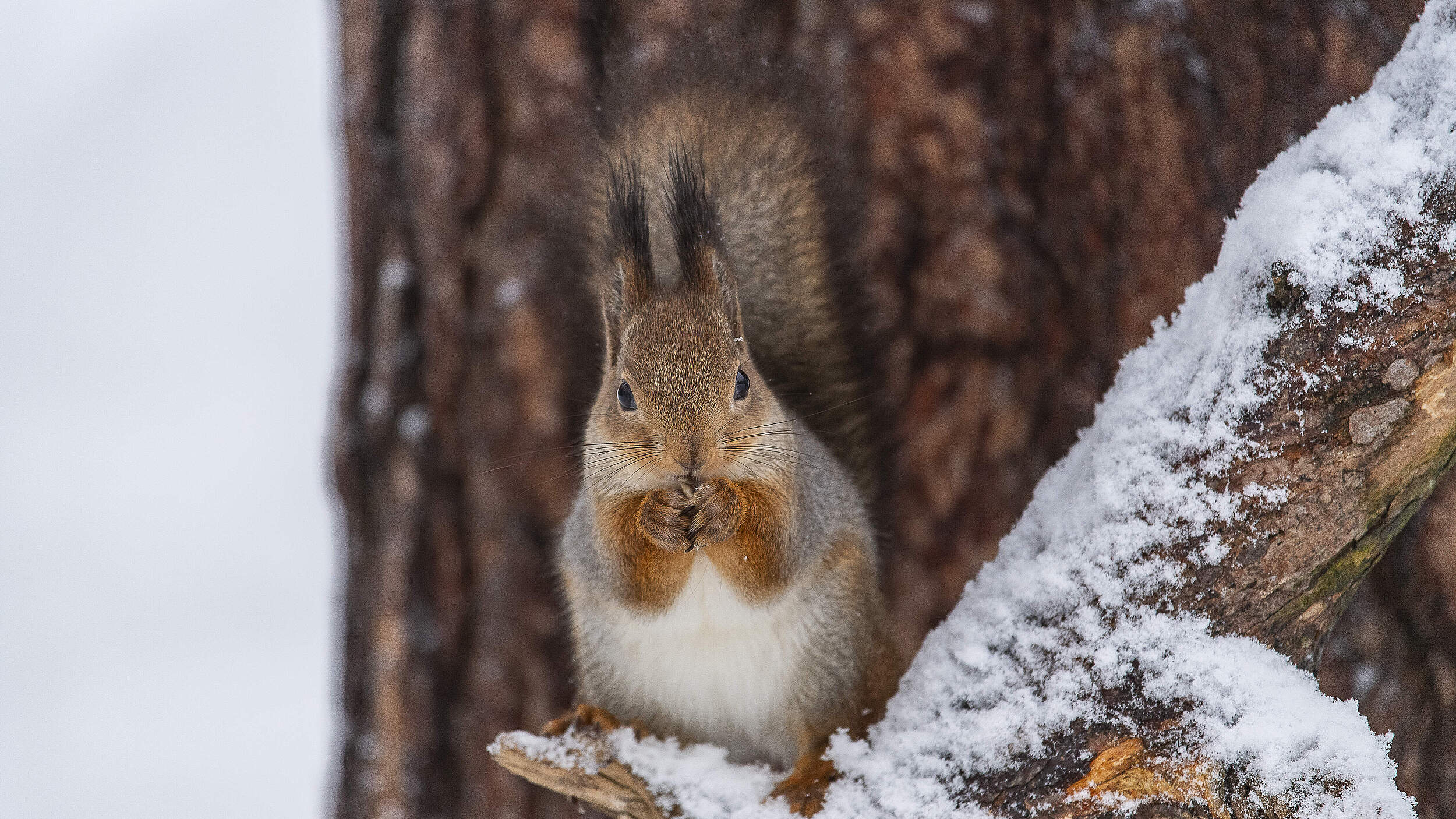 Eichhörnchen auf schneebedecktem Ast