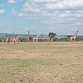 Beeindruckend: Eine Herde von etwas 70 Giraffen in Kenia © Elephant Aware