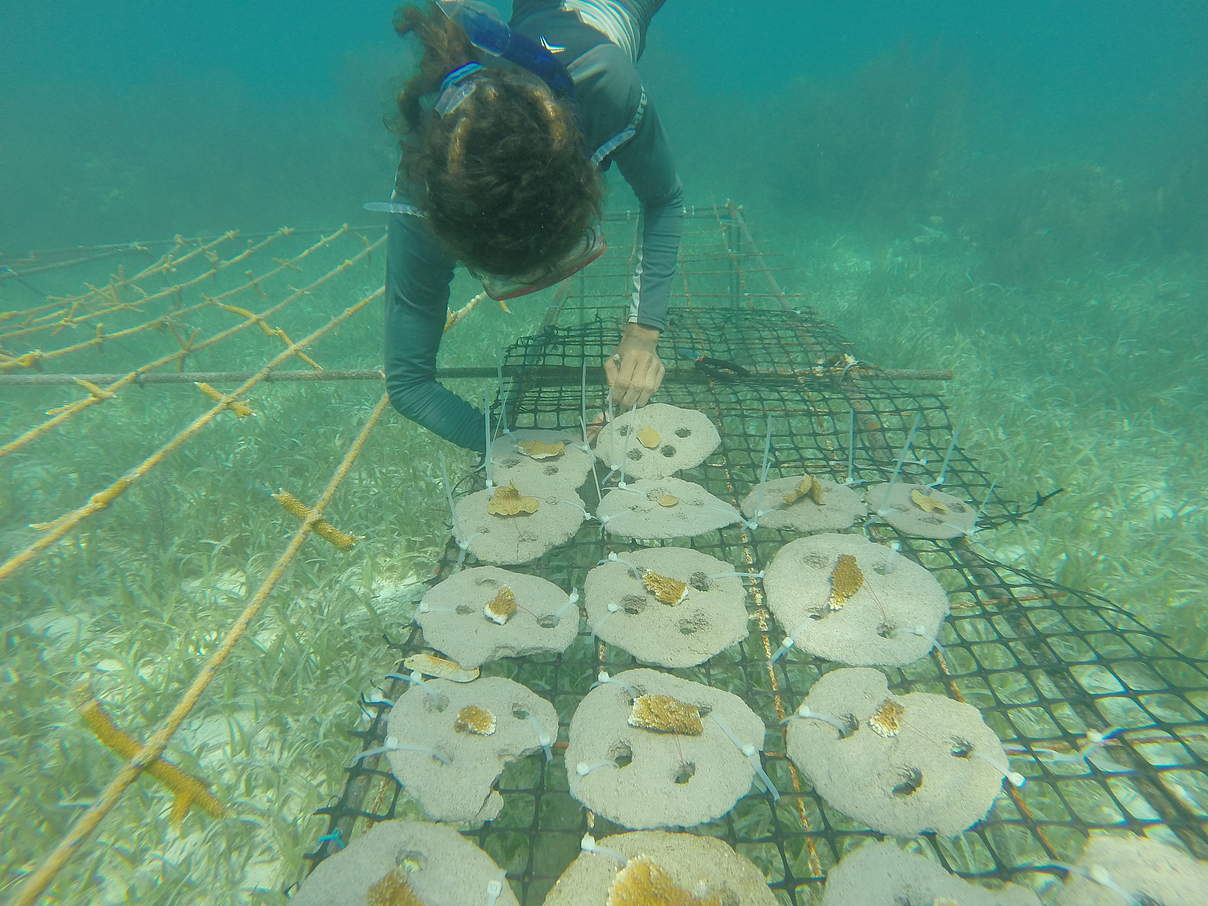 In „Unterwasser-Gärtnereien“ werden besonders widerstandsfähige Korallen herangezogen © Fragments of Hope/WWF