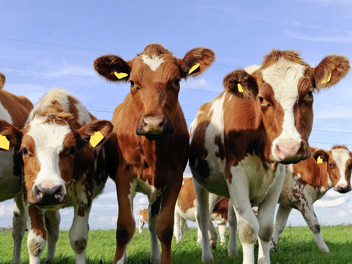 Rinder auf einer Weide 