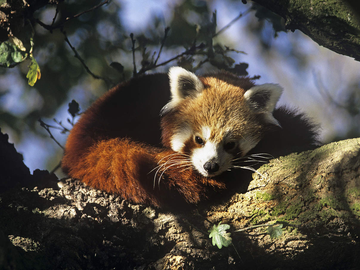 Roter Panda © David Lawson / WWF-UK