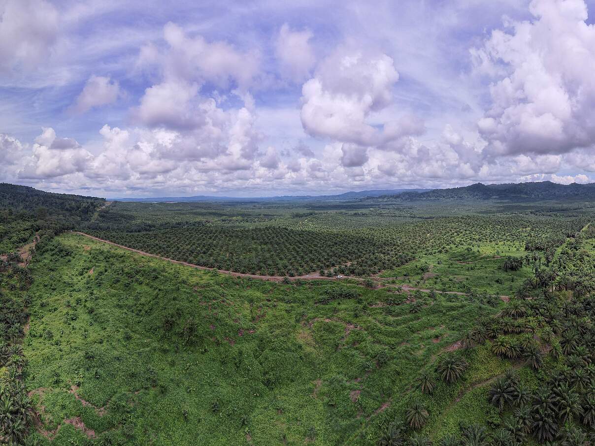 Luftaufnahme des Silabukan Forest Reserve