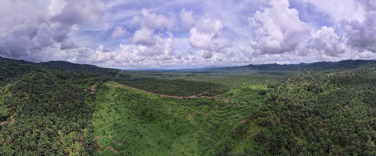 Luftaufnahme des Silabukan Forest Reserve