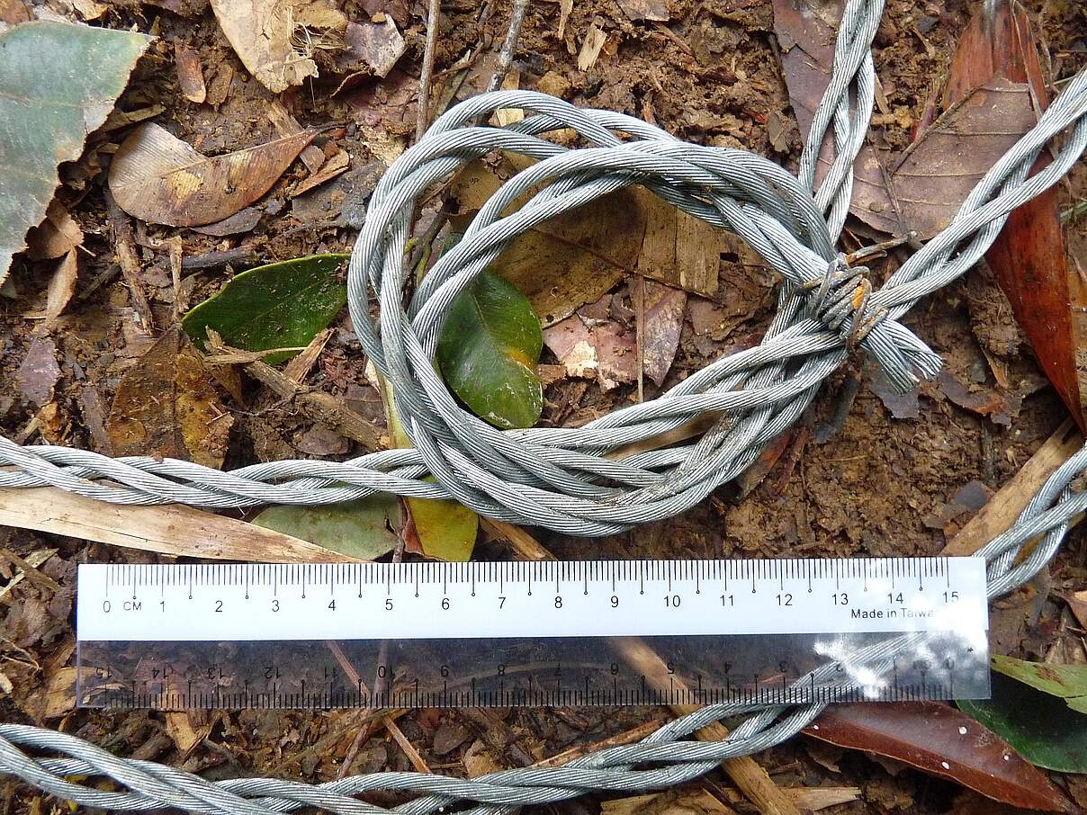 Mit Drahtschlingen wie diesen werden Tiger gewildert. 