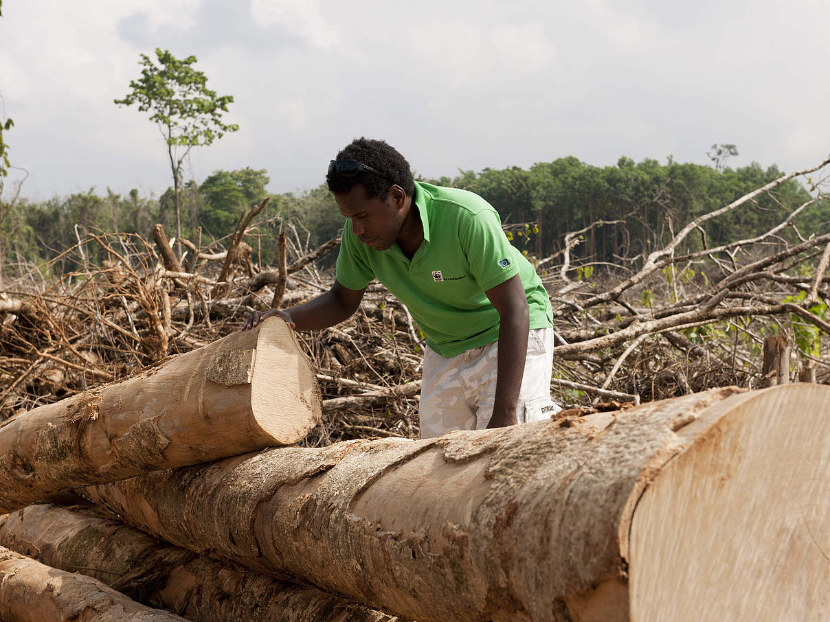 Bill Apusae vom WWF Solomon Islan prüft geerntete Stämme der Kolombangara Forest Products Limited, einer vom FSC Forest Stewardship Council zertifizierten Holzplantage auf den Salomonen. © Jürgen Freund / WWF