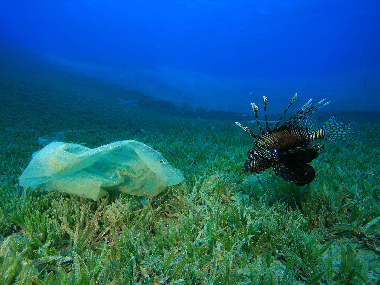 Plastikmüll bedroht die Meere © richcarey iStock Getty Images