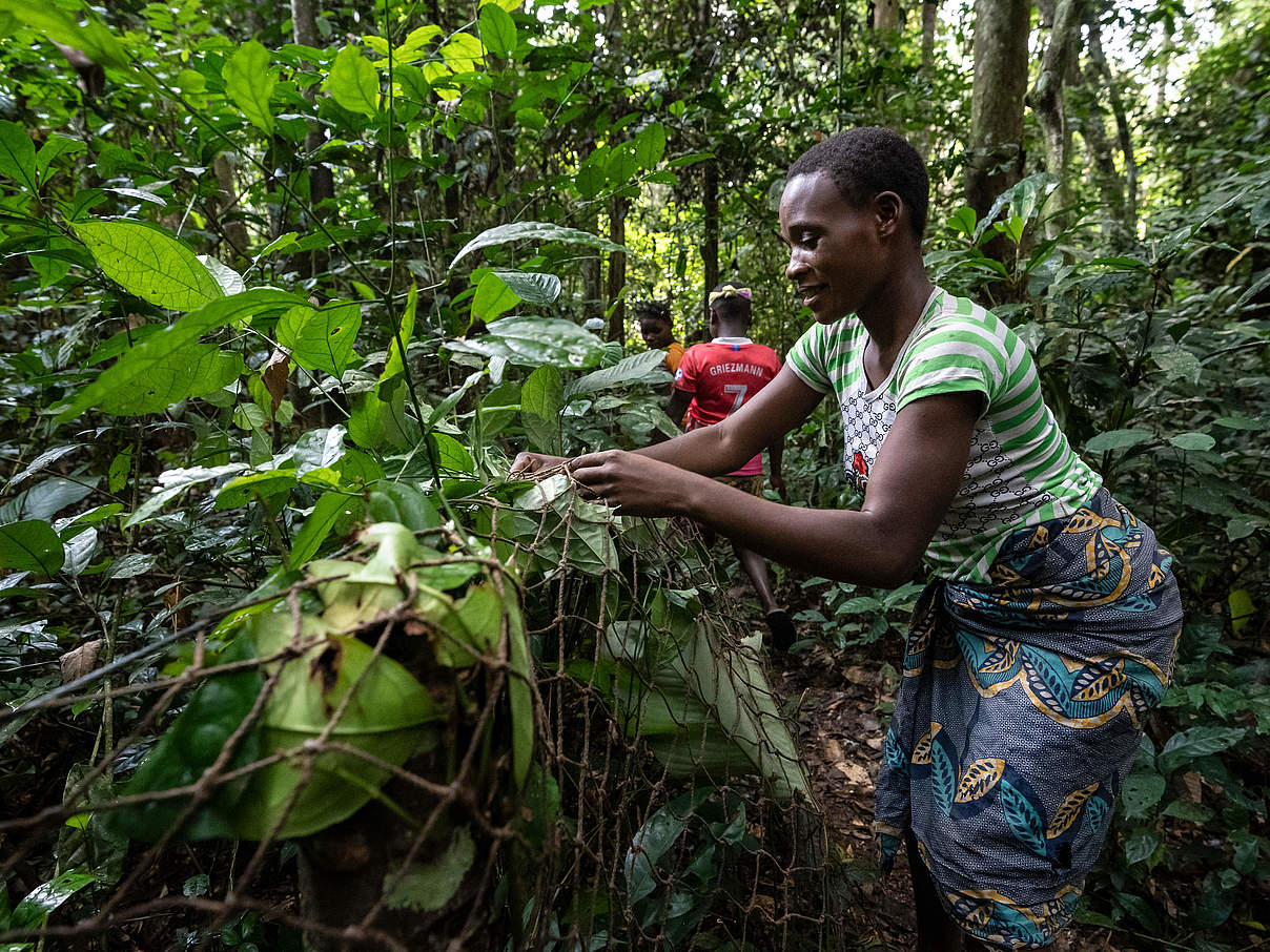 Prisca Bougoe bereitet im Wald eine Falle vor © Andy Isaacson / WWF-US