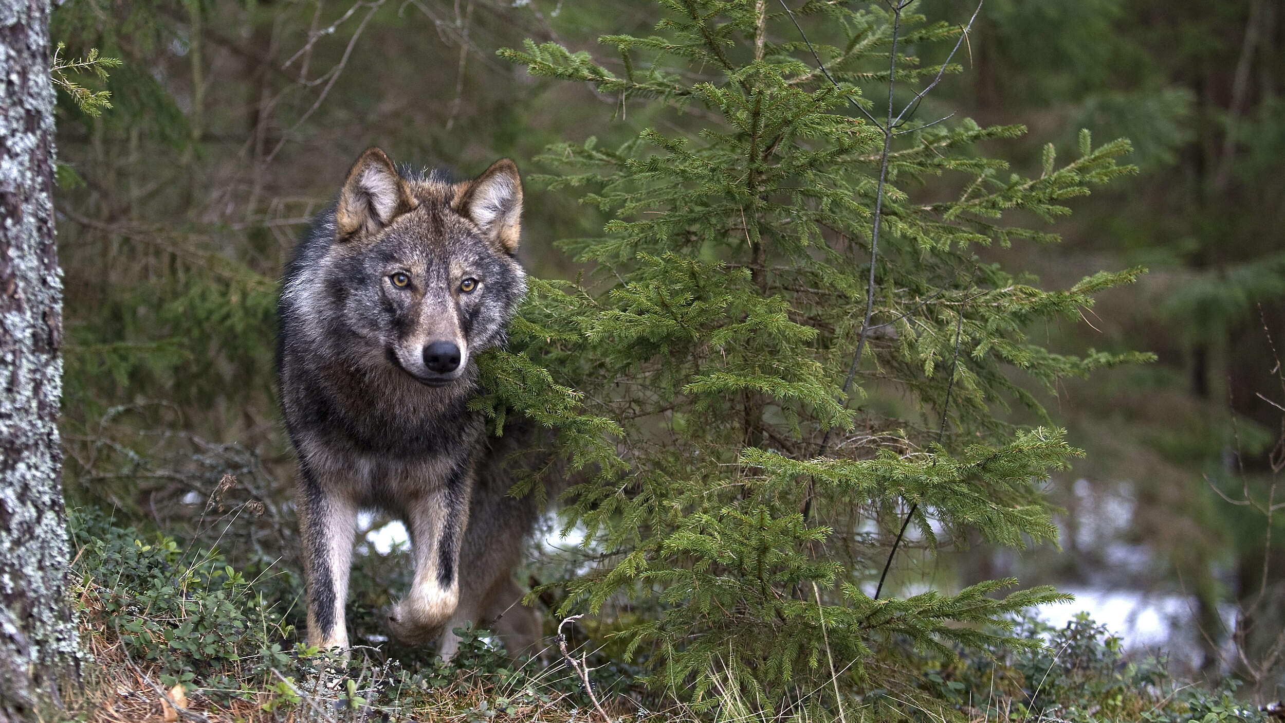 Ein Wolf (Canis lupus) steht in einem Wald und schaut in die Kamera.