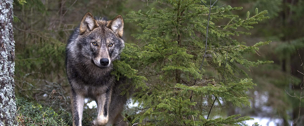 Ein Wolf (Canis lupus) steht in einem Wald und schaut in die Kamera.