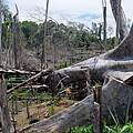 Abholzung in Sumatra © Fletcher & Baylis / WWF-Indonesien