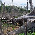 Abholzung in Sumatra © Fletcher & Baylis / WWF-Indonesien