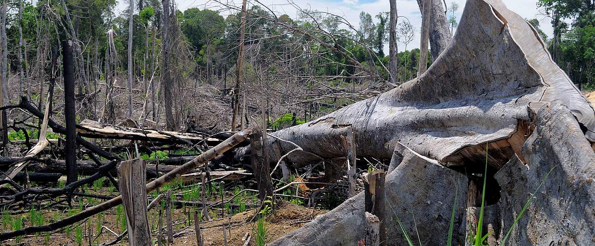 Abholzung in Sumatra © Fletcher & Baylis / WWF-Indonesien