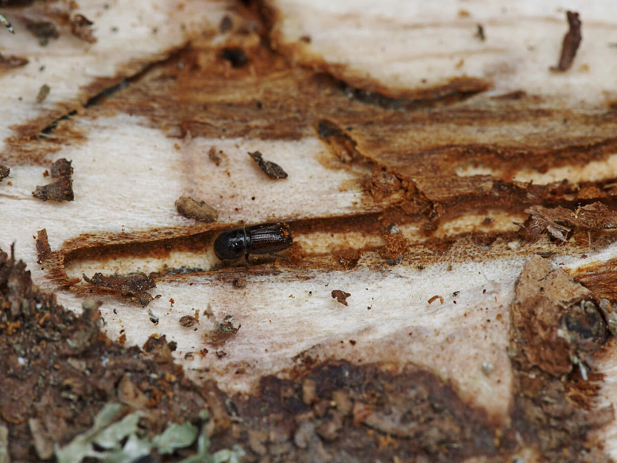 Buchdrucker Borkenkäfer