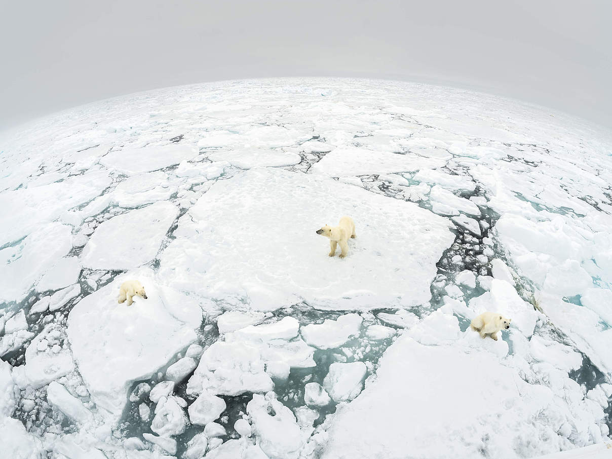 Eisbären auf Eisschollen © Richard Barrett / WWF-UK