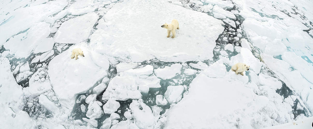 Eisbären auf Eisschollen © Richard Barrett / WWF-UK
